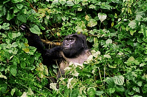 gorilla trekking